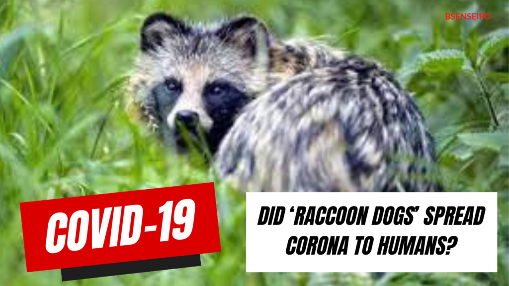 Did ‘raccoon dogs’ spread corona to humans
